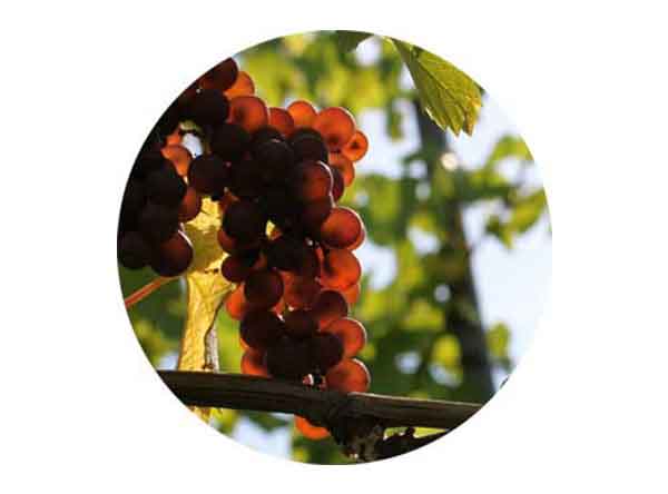 Website und Shopsystem für Weingut Befort